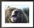 Grizzly Bear, Ursus Arctos by Mark Newman Limited Edition Pricing Art Print