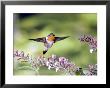 Scintillant Hummingbird, Male At Gonzalagunia Rosea, 500M, Costa Rica by Michael Fogden Limited Edition Print