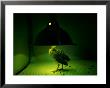 An Young Attwaters Prairie-Chicken Basks In The Warmth Of A Heat Lamp by Joel Sartore Limited Edition Print