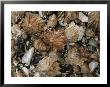 Fossil Seashells Found During Excavation Include Limpets And Periwinkles by Ira Block Limited Edition Pricing Art Print