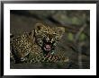 Yawning Four-Month-Old Leopard Cub With Its Sleeping Sibling by Kim Wolhuter Limited Edition Pricing Art Print