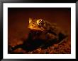 A Close View Of A Houston Toad, An Endangered Species by Joel Sartore Limited Edition Print