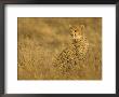 Young Cheetah (Acinonyx Jubatus) Sitting In Grass With Golden Light by Roy Toft Limited Edition Print