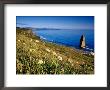 Cow Parsnip Flowering On Cape Blanco Coast, Port Orford, Oregon by Richard Cummins Limited Edition Print