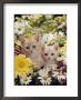 Domestic Cat, Two Cream Kittens Among Dasies And Feverfew by Jane Burton Limited Edition Print