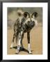 Wild Dog (Lycaon Pictus) In Captivity, Namibia, Africa by Steve & Ann Toon Limited Edition Pricing Art Print