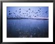 Sandhill Crane Migration, Platte River, Nebraska, Usa by Michael Snell Limited Edition Print