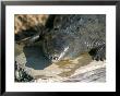 Crocodile, Black River, St. Elizabeth, Jamaica, West Indies, Central America by Sergio Pitamitz Limited Edition Print