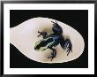 Poison Dart Frog Sits On A Plastic Spoon by O. Louis Mazzatenta Limited Edition Pricing Art Print