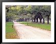 Entryway Lined With Live Oaks And Spanish Moss, Boone Hall Plantation, South Carolina, Usa by Julie Eggers Limited Edition Pricing Art Print