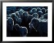 Flock Of Sheep, Australia by Peter Hendrie Limited Edition Print