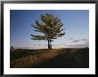 A Tree Stands Alone In The Twilight by Raymond Gehman Limited Edition Print