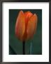 Tulipa, General De Wet (Single Early Tulip) Close-Up Of Flower by Chris Burrows Limited Edition Print