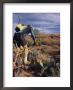 Rider Cycling Through Cacti, Arizona by David Edwards Limited Edition Print
