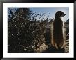 A Meerkat (Suricata Suricatta) Stands Next To Its Burrow by Mattias Klum Limited Edition Print