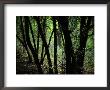 Woodland View by Raymond Gehman Limited Edition Print