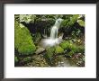 Moss-Covered Rocks Along A Stream At The Chimneys In Late Spring, Tennessee, Usa by Willard Clay Limited Edition Print