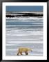 Polar Bear, Ursus Maritimus, Hudson Bay, Churchill by Yvette Cardozo Limited Edition Print