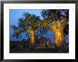 Baobab Trees At Twilight, Tuli Lodge, Botswana by Roger De La Harpe Limited Edition Print