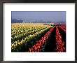 Tulip Field In Fog At Sunrise, Wa by Jim Corwin Limited Edition Pricing Art Print