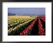 Tulip Field In Fog At Sunrise, Wa by Jim Corwin Limited Edition Print