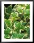 Hedera Helix Clotted Cream (Common Ivy) by Mark Bolton Limited Edition Pricing Art Print