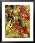 Viburnum Opulus, Close-Up Of Red Berries by Mark Bolton Limited Edition Print