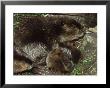 Canadian Beaver, Castor Canadensis Female With Young by Mark Hamblin Limited Edition Pricing Art Print