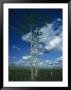 Puffy Clouds Fill A Blue Sky Over Tall Grasses In The Everglades by Klaus Nigge Limited Edition Print