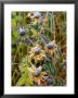 Wildflowers Are Covered With A Coating Of Frost by Phil Schermeister Limited Edition Print