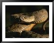 A Close View Of A Coiled Prairie Rattlesnake by Chris Johns Limited Edition Print