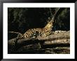A Leopard, Panthera Pardus, Rests On A Fallen Tree by Beverly Joubert Limited Edition Print