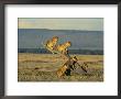 Young African Lions Sit On A Dead Tree by Norbert Rosing Limited Edition Print