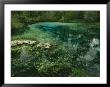 Algae Bloom In A Woodland Pond Or Marsh by Raymond Gehman Limited Edition Print