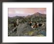 Llamas At Rest In A Rocky Landscape Under A Pink Twilit Haze by Joel Sartore Limited Edition Pricing Art Print