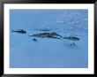 5-Inch Arctic Cod Hide From Predators In Hollows Of Ice Floes by Paul Nicklen Limited Edition Print