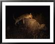 An African Lioness Leaps Onto A Cape Buffalo Bulls Back And Tries To Bite Into His Spine by Beverly Joubert Limited Edition Print