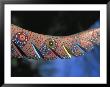 Detail Of A Wooden Carving, Alebrije, Dragon Tail, Oaxaca, Mexico by Judith Haden Limited Edition Pricing Art Print