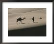 John Hare Leads His Camel Through The Dunes Of The Sahara Desert by Peter Carsten Limited Edition Pricing Art Print