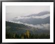 A Foggy And Misty Day In The Pacific Northwest by Taylor S. Kennedy Limited Edition Print