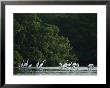 Egrets And Herons Wade In The Water by Klaus Nigge Limited Edition Print