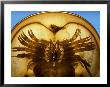 A Close View Of The Underside Of A Horseshoe Crab by Darlyne A. Murawski Limited Edition Print