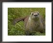 Adult, Female North American River Otter by Nicole Duplaix Limited Edition Print