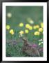 Willow Ptarmigan Female Among Arctic Poppies, Denali National Park, Alaska, Usa by Hugh Rose Limited Edition Print