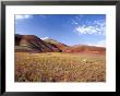 Painted Hills With Bee Plant, Painted Hills National Monument, Oregon, Usa by Terry Eggers Limited Edition Print