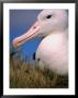 Royal Albatross (Diomedea Epomophora), Campbell Island, Campbell Island, Antarctica by Chester Jonathan Limited Edition Print