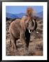 Elephant (Loxodonta Africana) Dust Bathing, Samburu National Reserve, Rift Valley, Kenya by Mitch Reardon Limited Edition Print