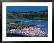 Lesser Flamingo (Phoeniconaias Minor) In Momella Lakes, Arusha National Park, Tanzania by Ariadne Van Zandbergen Limited Edition Print