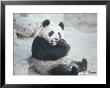 Giant Panda At Peking Zoo During Pres. Nixon's Visit To China by John Dominis Limited Edition Pricing Art Print