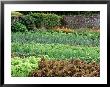 Walled Kitchen Garden, Rows Of Vegetables Forde Abbey, Dorset Late Summer by Mark Bolton Limited Edition Pricing Art Print